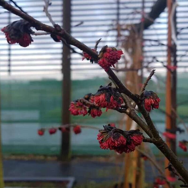 Parrotia persica 'Vanessa' 300-350 cm